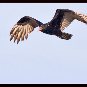 Turkey vulture. Courtesy of Kirk Rogers