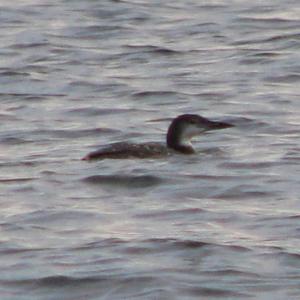 Common loons are plentiful along Maine's coast in winter, though they may not look familiar to the untrained eye. Courtesy of Jeff Wells