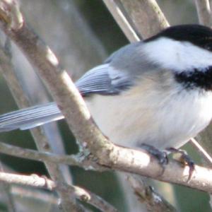 A black-capped Chickadee. Courtesy of Jeff Wells