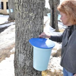 Donna Finch tends to a tap. BEN BULKELEY/Boothbay Register