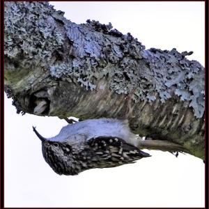 Brown creeper. Courtesy of Kirk Rogers