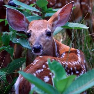 Wildlife abounds on Swan Island, located in the Kennebec River between Dresden and Richmond. Courtesy of Maine Department of Inland Fisheries and Wildlife