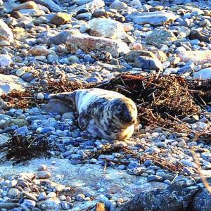 A young grey seal near Three Trees on Ocean Point. A group of volunteers including John and Pat Waldman saved the seal from the rocks. Grey seals aren't typical visitors to the area; they prefer the colder waters closer to Canada. Courtesy of Sue Goodrich