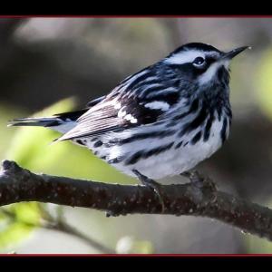 Black-and-white warbler. Courtesy of Kirk Rogers