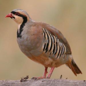 A Chukar. Courtesy of Mdf