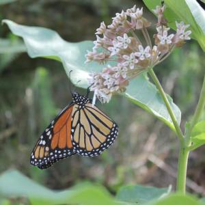 Monarch butterflies’ beauty and fascinating life cycle make them a familiar and much-loved garden staple. But their populations are in steady decline and few were seen in Maine this year. SUE MELLO/Boothbay Register