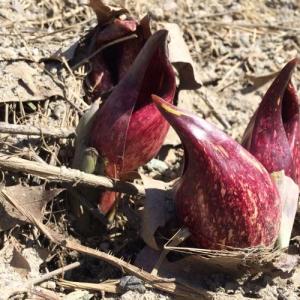 skun cabbage blooms