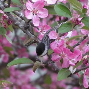 Blackpoll warbler, Jeff Wells, Boothbay Register