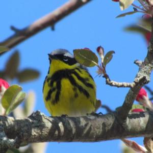 Magnolia warbler, Boothbay Register, Jeff Wells