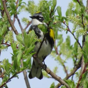 Yellow-rumped warbler, Jeff Wells, Boothbay Register