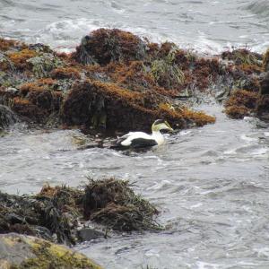 #bird-column, #JeffandAllison, #boothbayregister, #birds, #commoneider