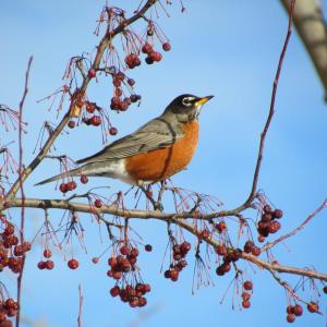 #bird-column, #JeffandAllisonWells, #Maine, #BoothbayRegister, #birds, #americanrobin