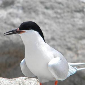 #bird-column, #birds, #Jeff-and-Allison-Wells. #boothbay-register, #maine, #Wiscasset-Newsapaper, #roseate-tern, 