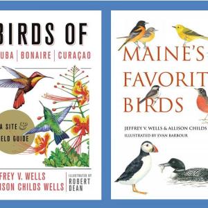 #bird-column, #birds, #Jeff-and-Allison-Wells. #boothbay-register, #maine, #Wiscasset-Newsapaper, #roseate-tern, 