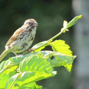 #bird-column, #boothbay-register, #jeff-and-allison-wells, #birds, #maine