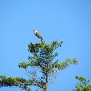 #bird-column, #boothbay-register, #jeff-and-allison-wells, #birds, #maine