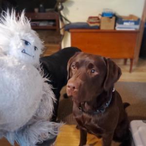 DOG KILLS YETI, WORLD MOURNS