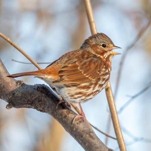 #bird-column, #birds, #jeff and allison Wells, #boothbay register, #maine, #fox sparrows, #maine