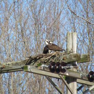 #bird-column, #Jeff and Allison Wells, #boothbay register, #maine, #birds, #osprey