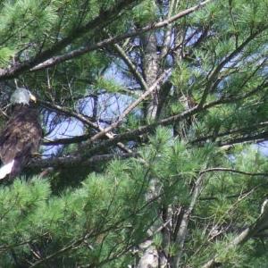 #bird-column, #Jeff and Allison Wells, #birds, #maine, #boothbay register, #trees, #eagles