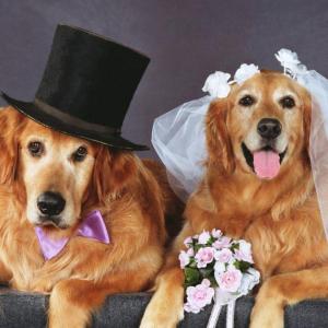 dog friendly, wedding, Brady/s