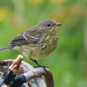 #bird-column, #kirtland’s warbler, #jeff and allison wells, #boothbay register, #birds, #maine