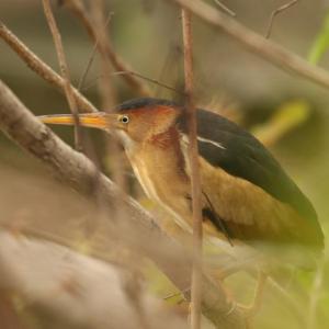 #bird-column, #boothbay register, #maine, #jeff and allison wells, #birds, #least bittern