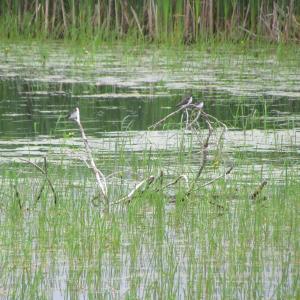 #bird-column, #boothbay register, #maine, #jeff and allison wells, #birds, #tree swallows