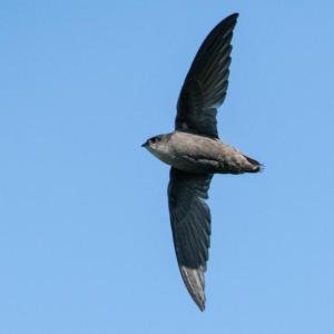 #bird-column, #boothbay register, #jeff and allison wells, #chimney swifts, #maine, #birds, #common grackle