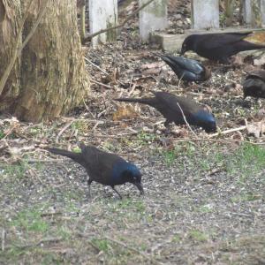 #bird-column, #boothbay register, #jeff and allison wells, #chimney swifts, #maine, #birds, #common grackle