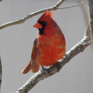 #bird-column, #boothbay register, #jeff and allison wells, #chimney swifts, #maine, #birds, #northern cardinal