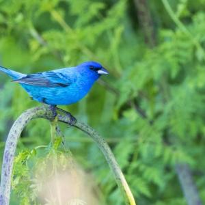 #bird-column, #boothbay register, #jeff and allison wells, #maine, #birds, #indigo bunting