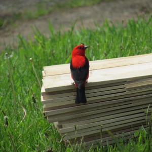 #bird-column, #boothbay register, #jeff and allison wells, #maine, #birds, #scarlet tanager