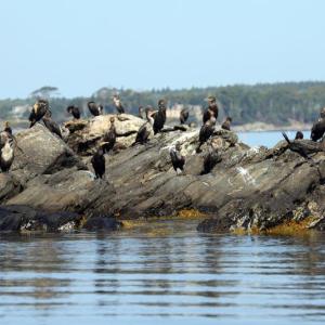 Cormorants! STEVE EDWARDS/Boothbay Register