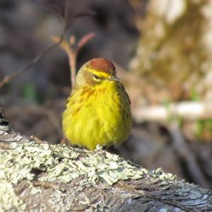  During the same visit, a later-migrant palm warbler was busying about in the brush. (Photo courtesy of Jeff Wells)