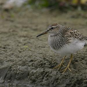  A pectoral sandpiper made a surprise appearance at shorebird hotspot Wharton Point in Brunswick over the weekend during the authors' return visit. (Photo courtesy of Wiki Commons)