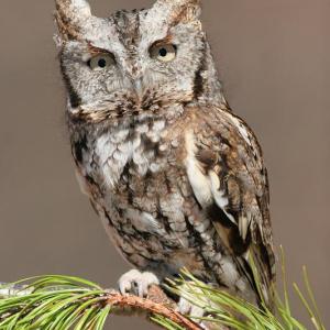 Eastern Screech Owl