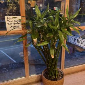 Wilson the spider lives at Aekeir Brewing’s taproom in Wiscasset. Jeremy Meyers photo 