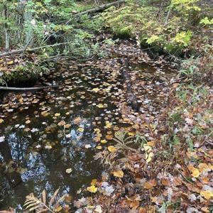 Fall Leaves on Sucker Brook. (Photo courtesy Belfast Bay Watershed Coalition)