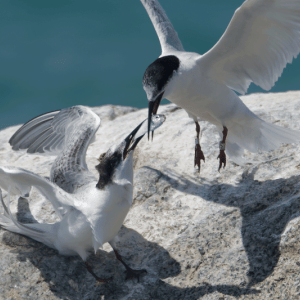 Roseate tern feeding young