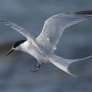 Roseate tern in flight