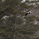 Steller’s sea eagle