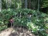 Maeve and Ronan Cullina enjoy the new twig tunnel in the Children's Garden at Coastal Maine Botanical Gardens. The tunnel, a group project led by artisan-in-residence Susan Perrine, will remain throughout the summer and beyond. Courtesy of Melissa Cullina