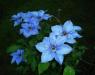 Blue clematis. SUZI THAYER/Boothbay Register