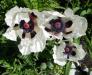 Poppies. SUZI THAYER/Boothbay Register