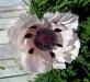 A poppy. SUZI THAYER/Boothbay Register