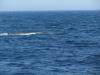 A whale is spotted on the whale watch trip. Courtesy of Billie Howard-Goldsmith