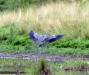 A great blue heron lands on the bank of a Boothbay Harbor marsh on a recent late afternoon. KEVIN BURNHAM/Boothbay Register