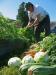 Master gardener Mary Bausch harvests a new crop of carrots, turnips, zucchini and cabbage in the Morris Farm's Master Gardener Demonstration Garden. Once harvested and weighed, this bumper crop of fresh, organic veggies was delivered to the Boothbay Region Food Pantry. Courtesy of Heather Abello/Morris Farm